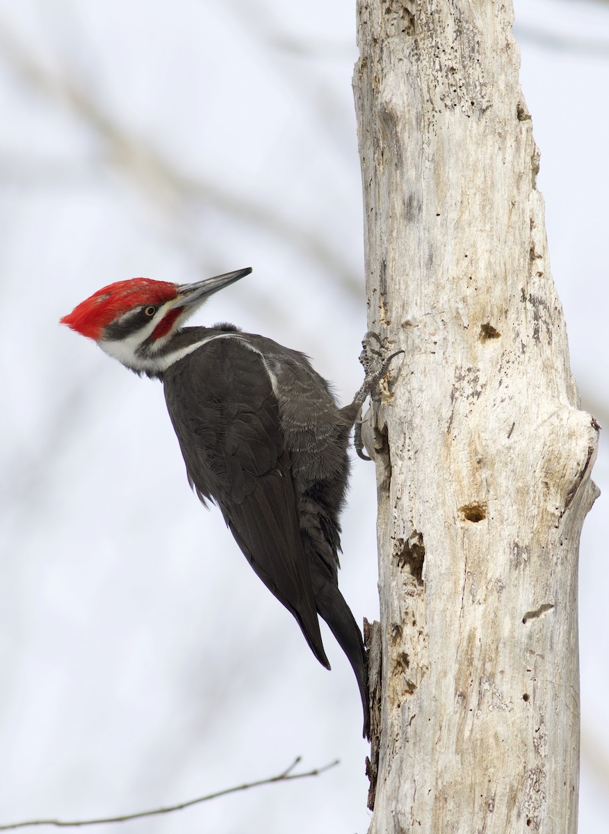 Pileated Woodpecker - ML312933241