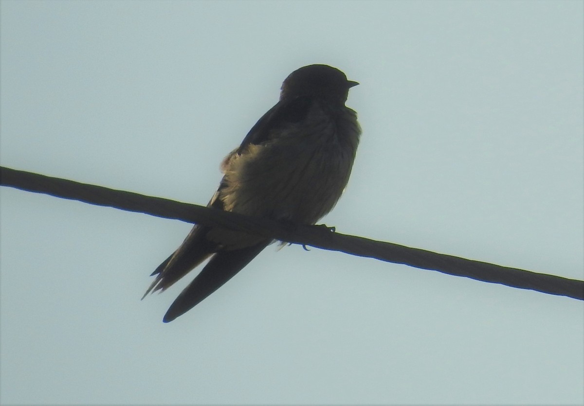 Red-rumped Swallow - ML312934471