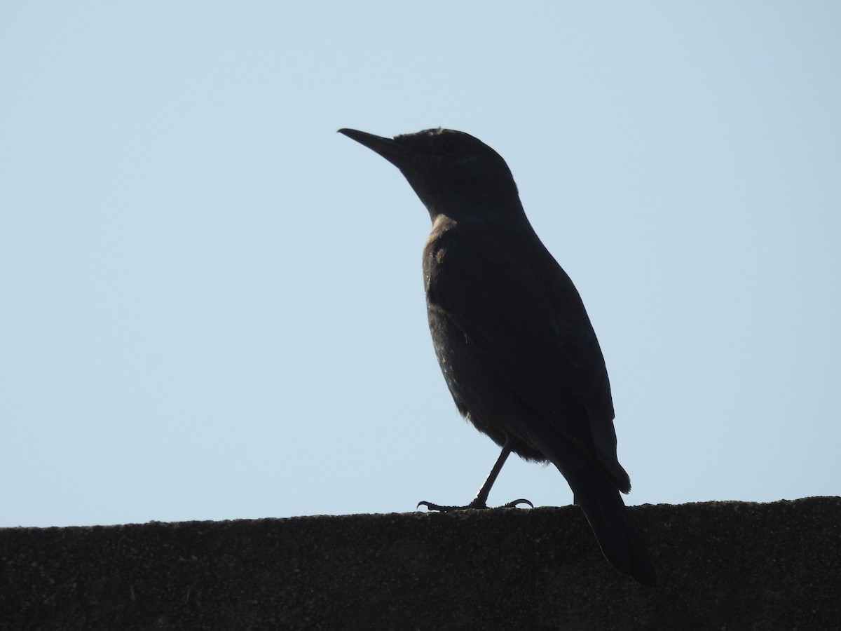 Blue Rock-Thrush - ML312934541