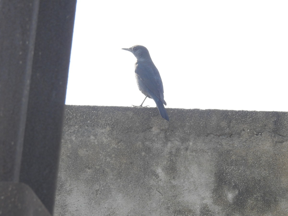 Blue Rock-Thrush - ML312934551