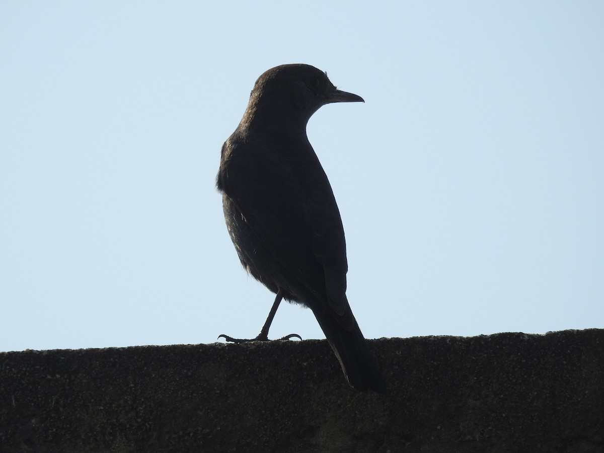 Blue Rock-Thrush - ML312934581