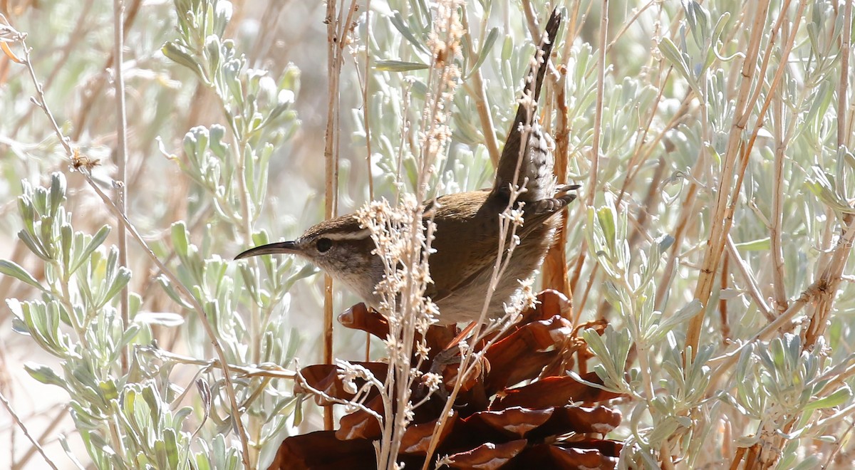 Bewick's Wren - ML312935181