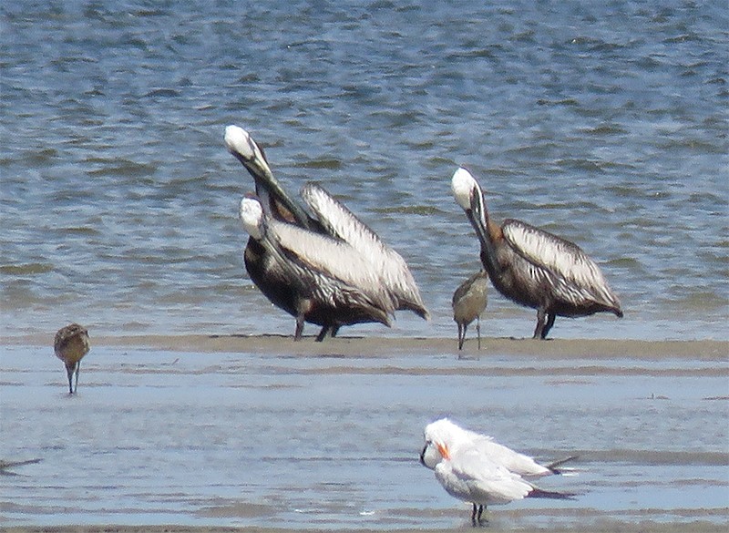 pelikán hnědý - ML31293581