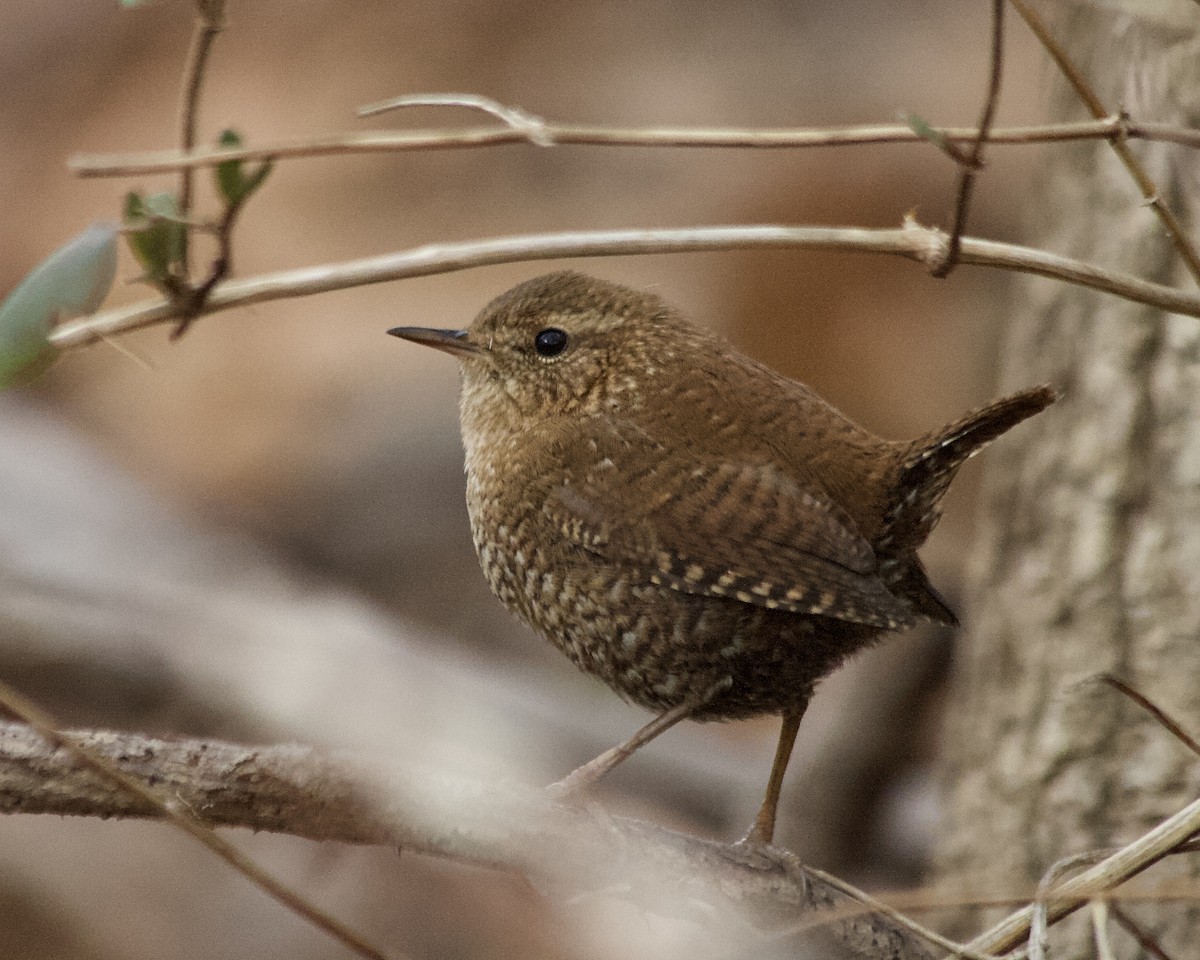 Winter Wren - ML312937111