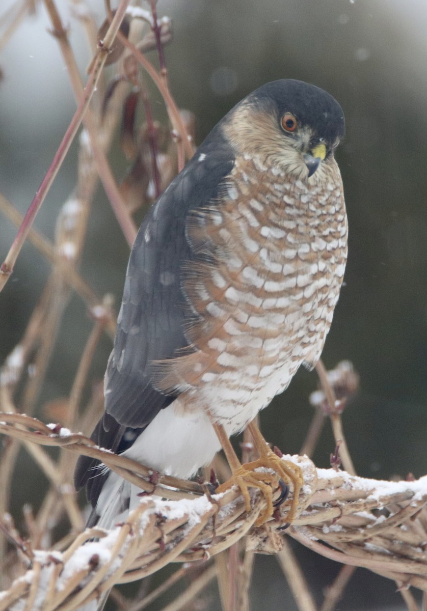 krahujec americký - ML312938941