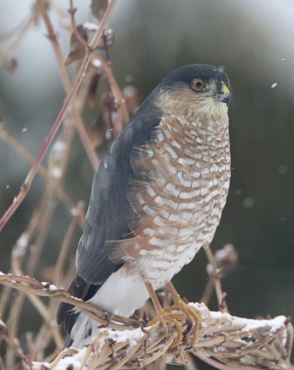 Sharp-shinned Hawk - john tuach