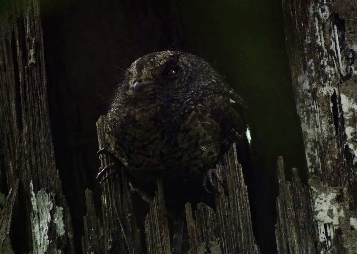 Wallace's Owlet-nightjar - ML312939031