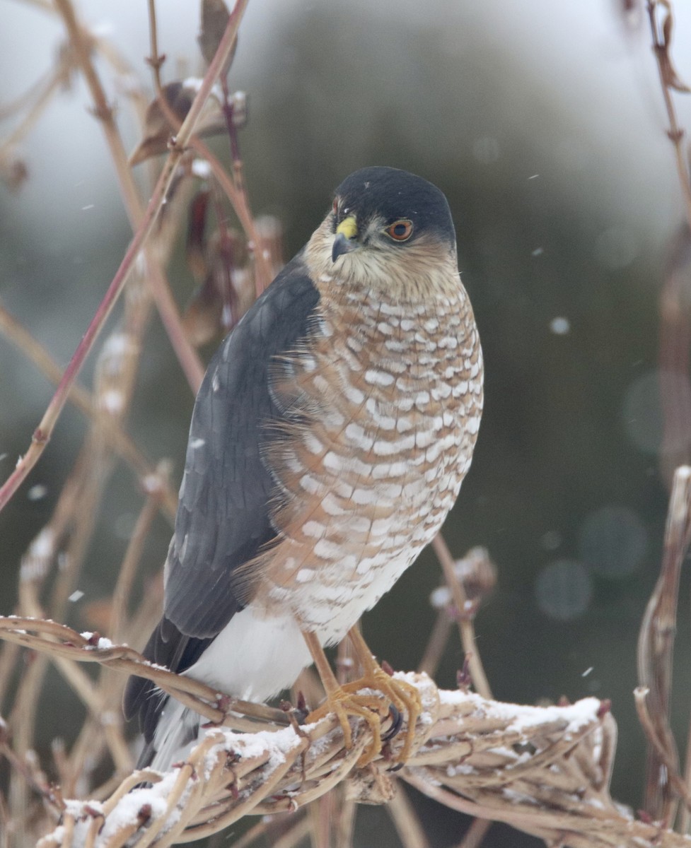 Sharp-shinned Hawk - john tuach