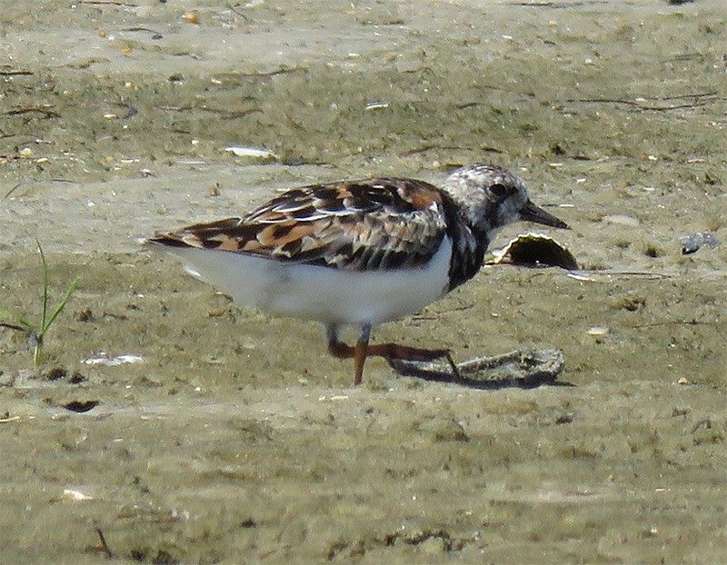 Ruddy Turnstone - ML31293951