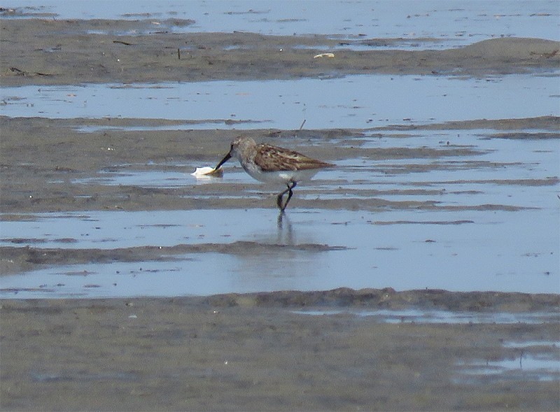 Western Sandpiper - Karen Lebing