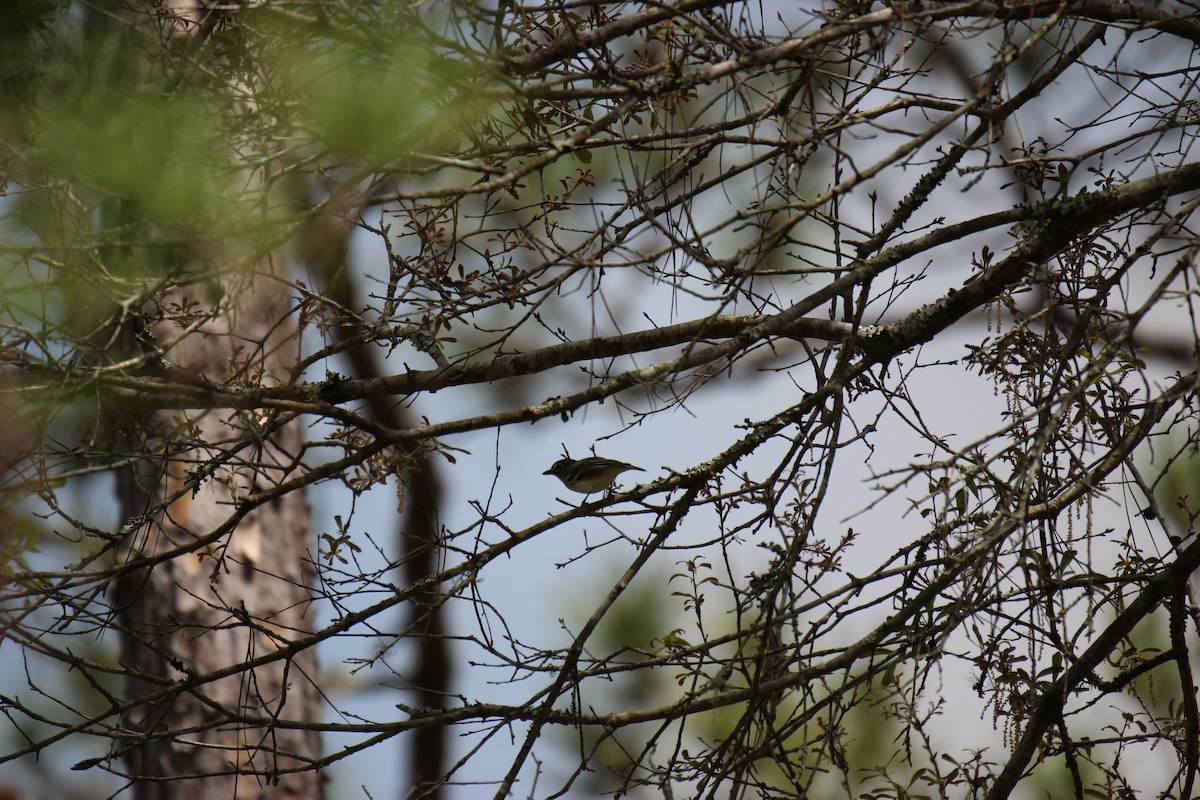 Blue-headed Vireo - ML312940301