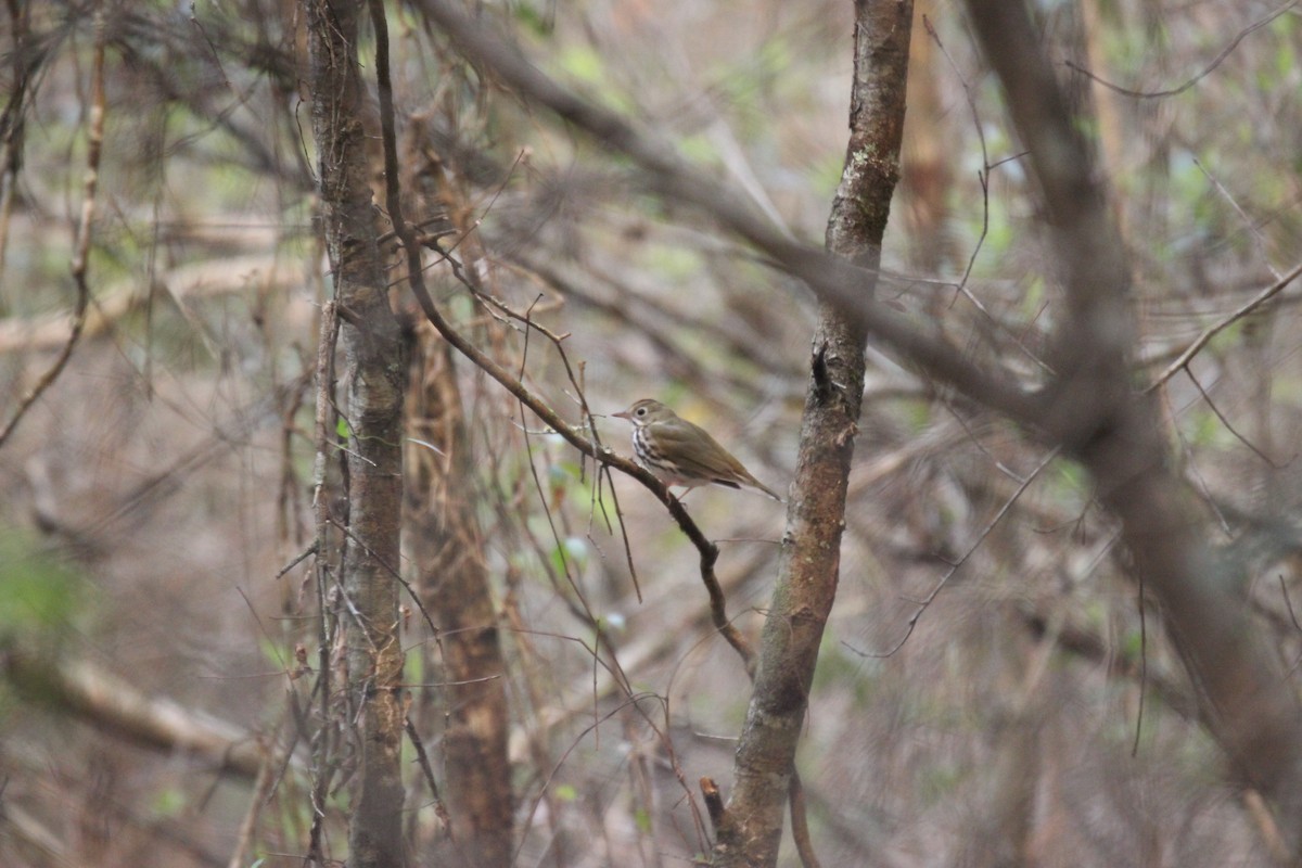 Ovenbird - ML312940341
