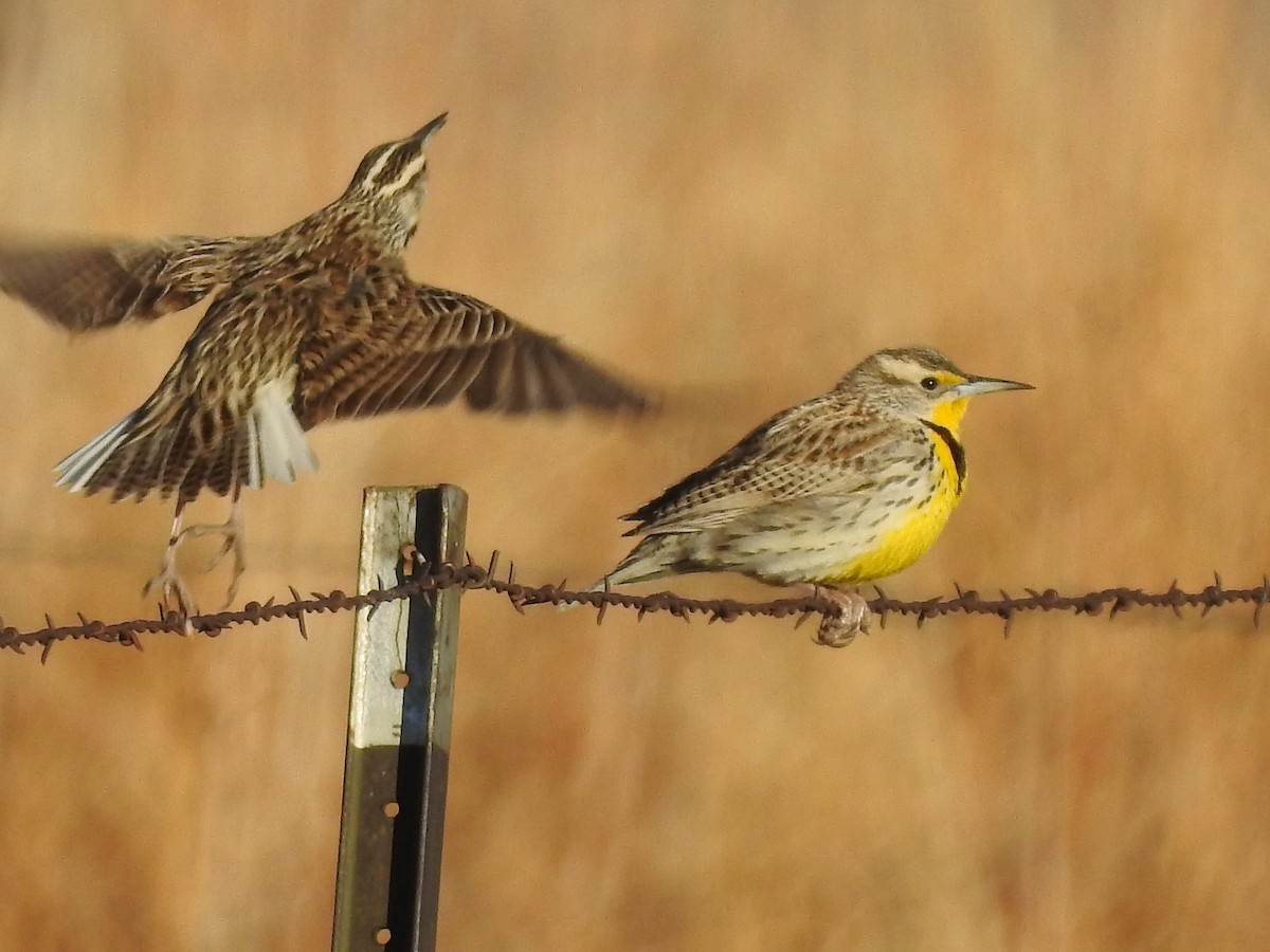 Western Meadowlark - ML312942331