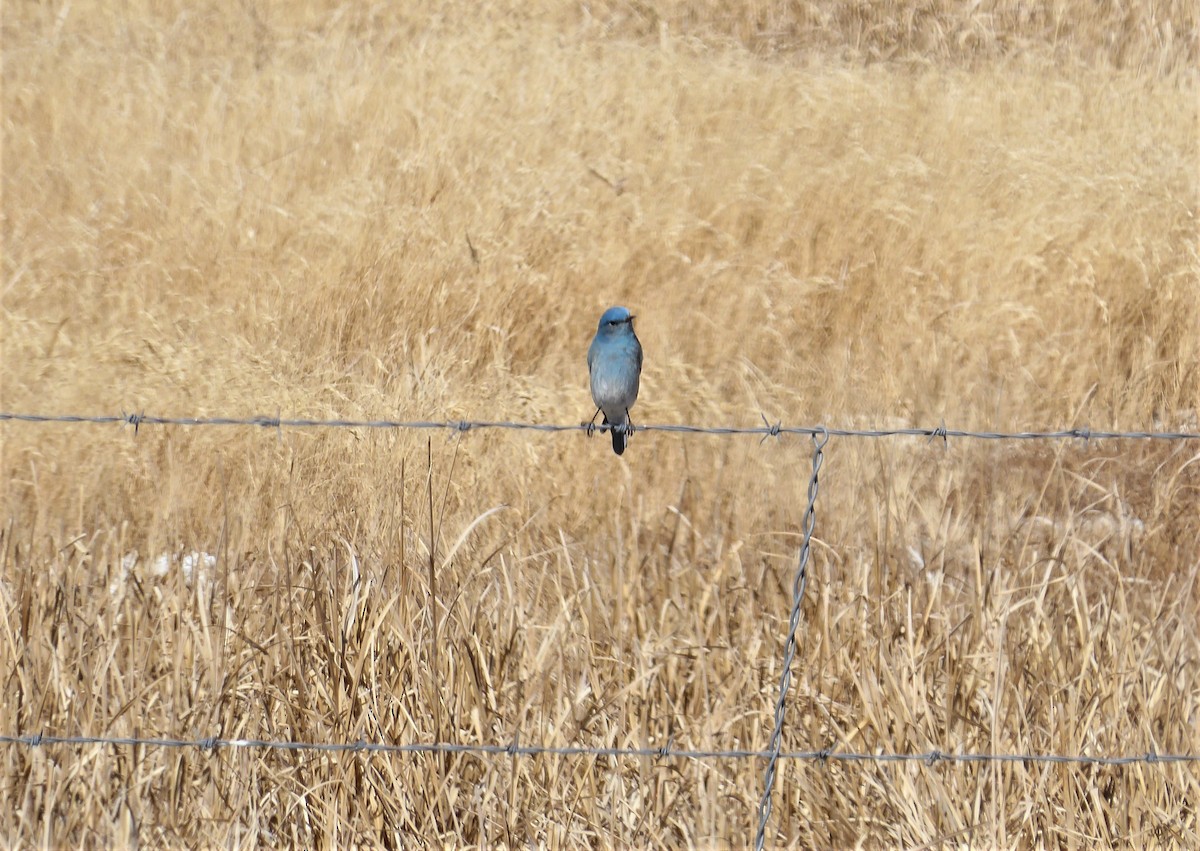 Mountain Bluebird - David Edwards