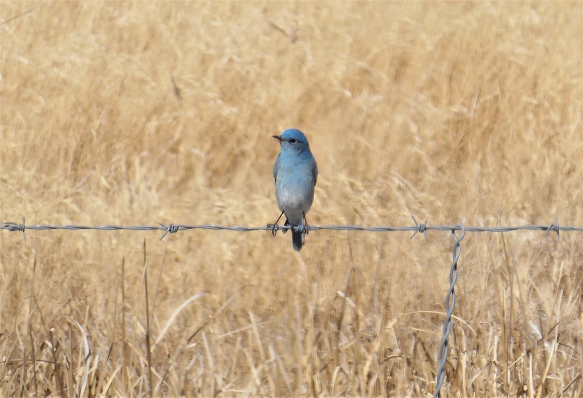 Mountain Bluebird - David Edwards