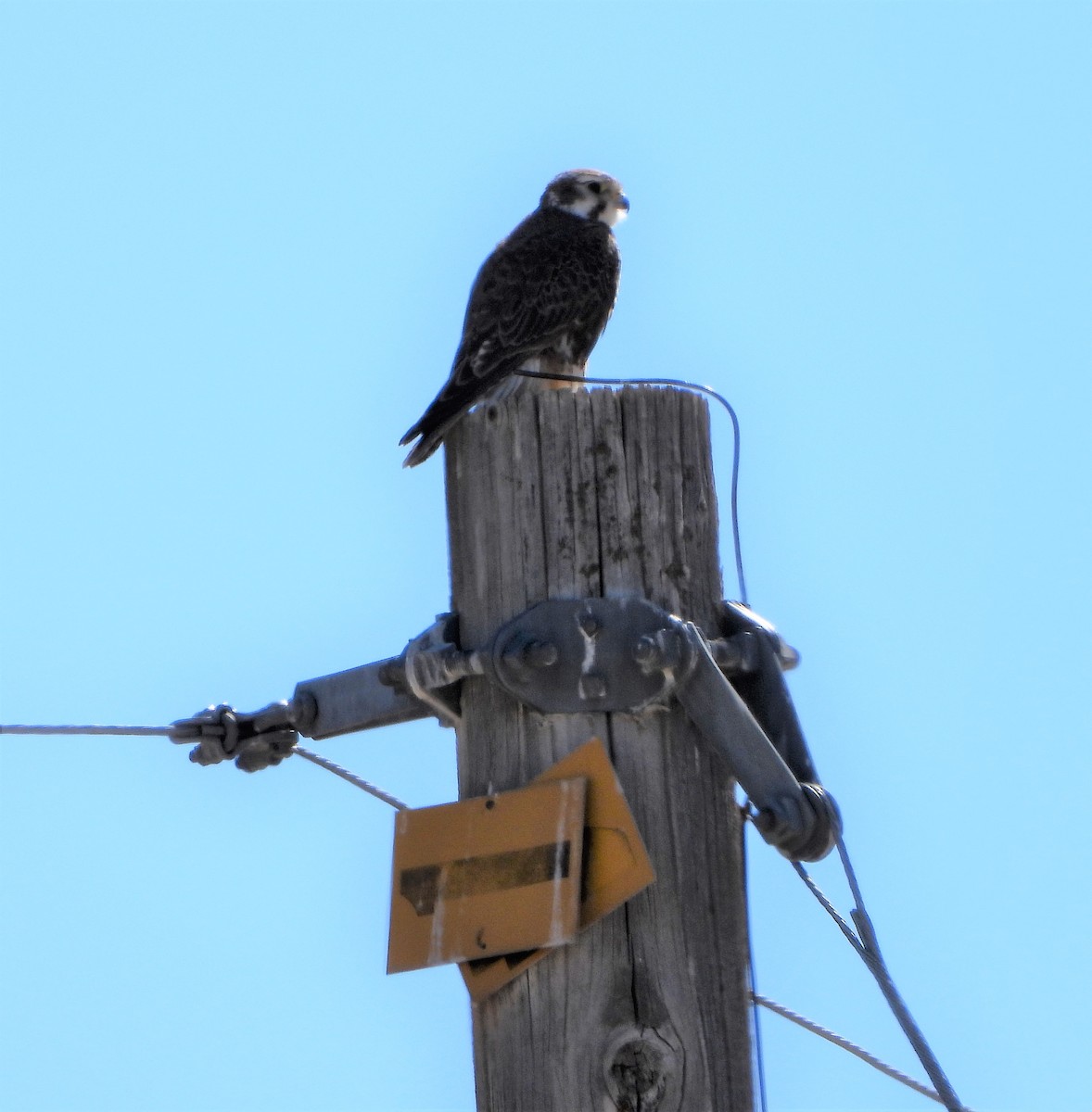 Prairie Falcon - David Edwards