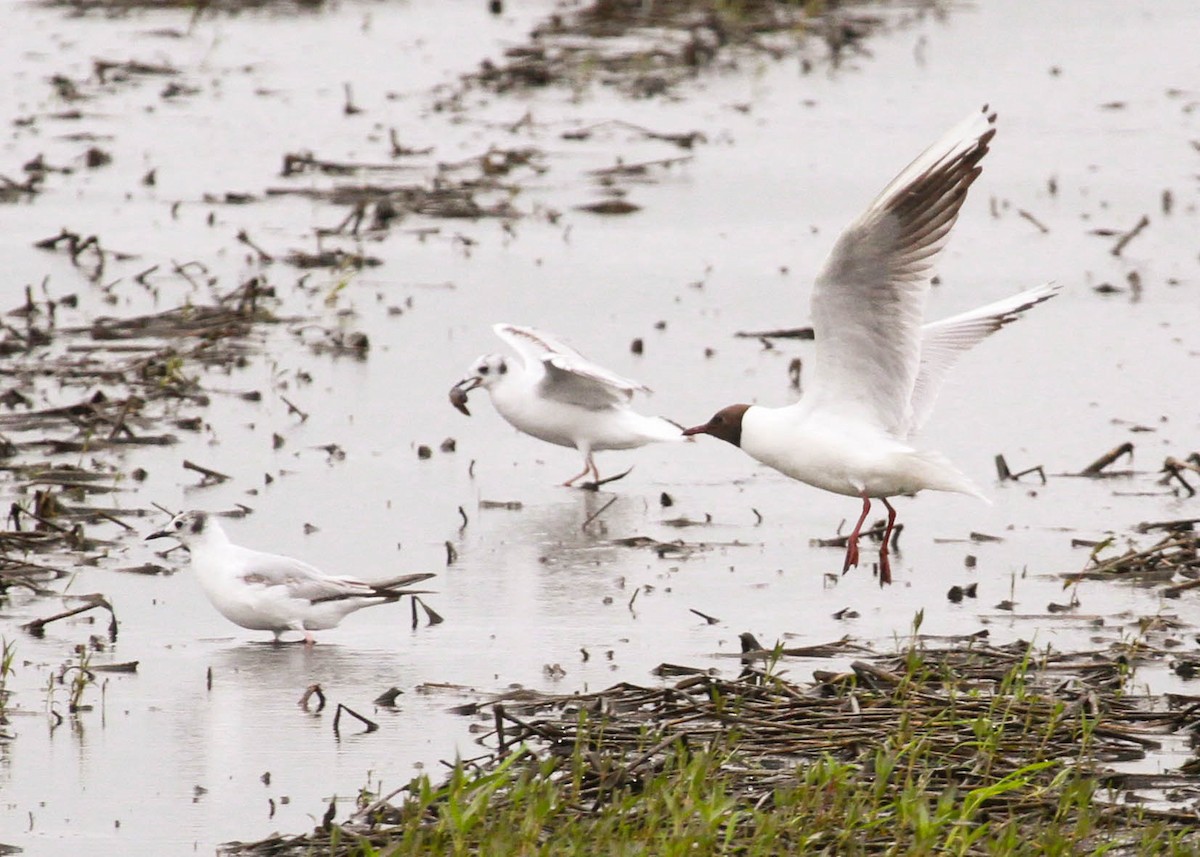 Black-headed Gull - ML312945921