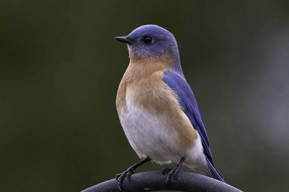 Eastern Bluebird - ML312946611