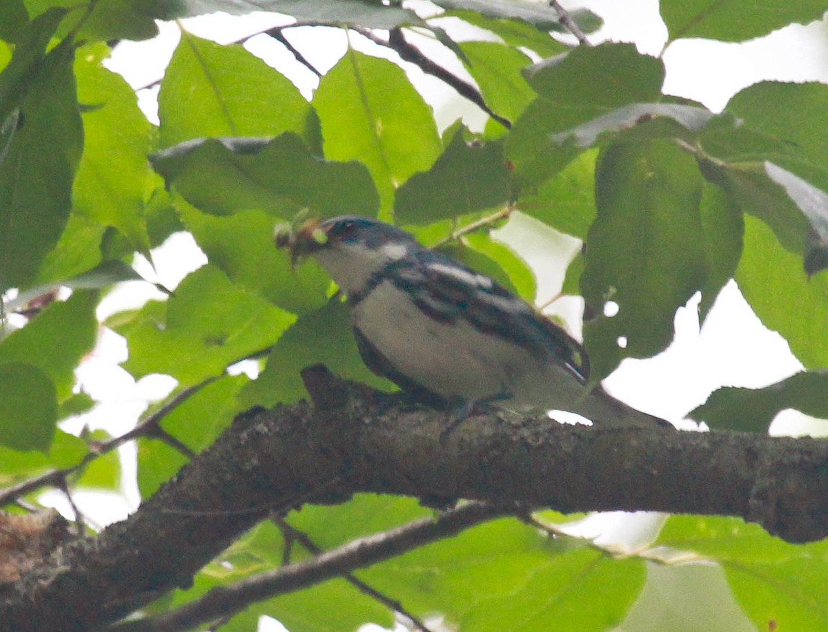 Cerulean Warbler - ML312947201