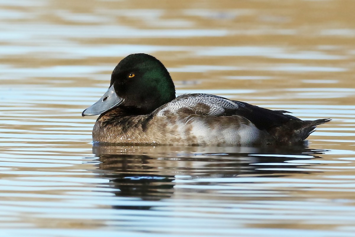 Greater Scaup - ML312947531