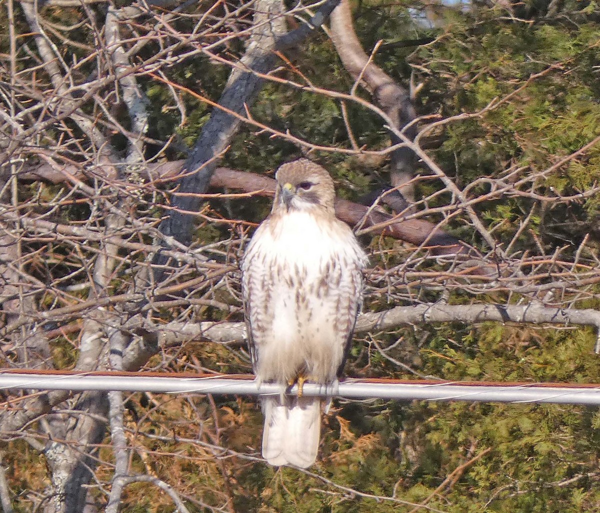 Red-tailed Hawk - ML312948431