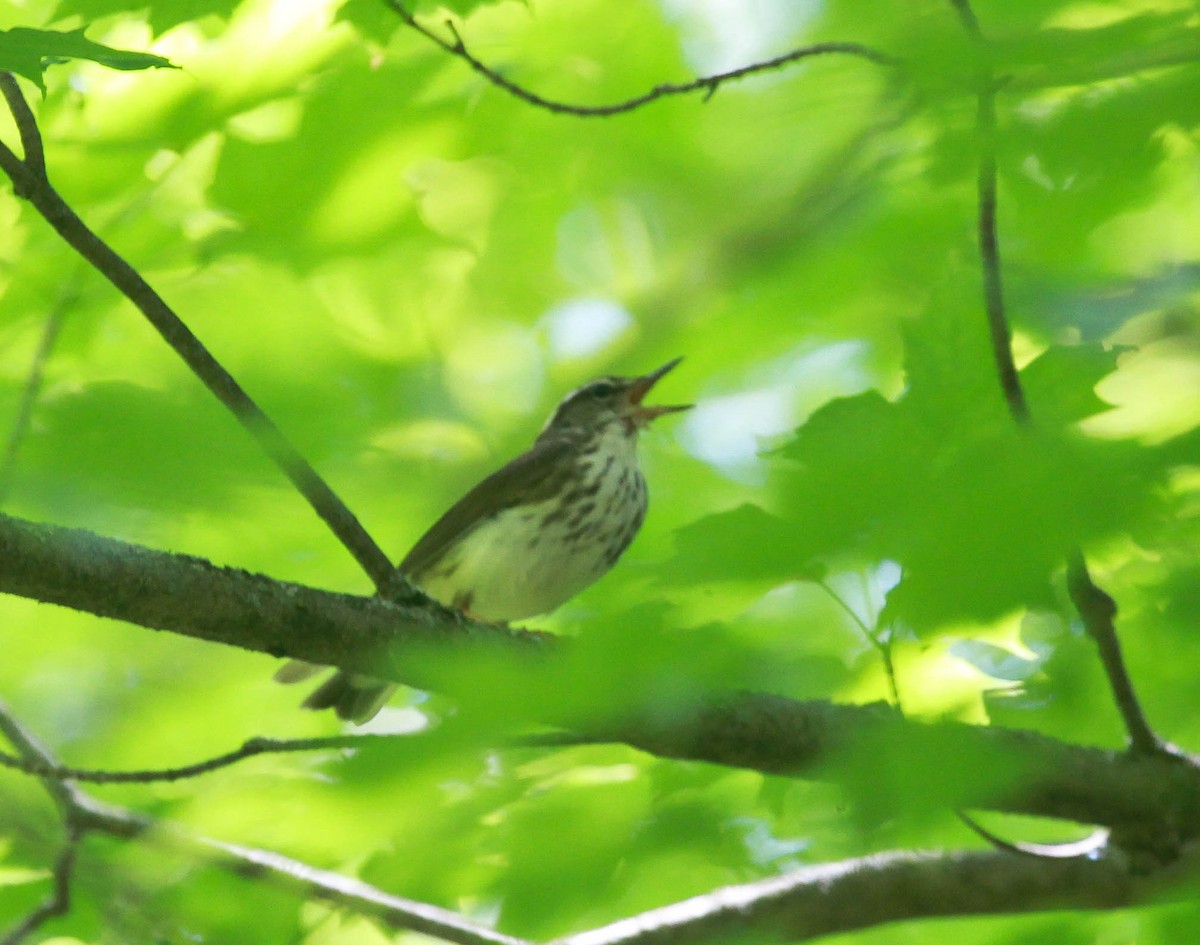 Louisiana Waterthrush - ML312949181