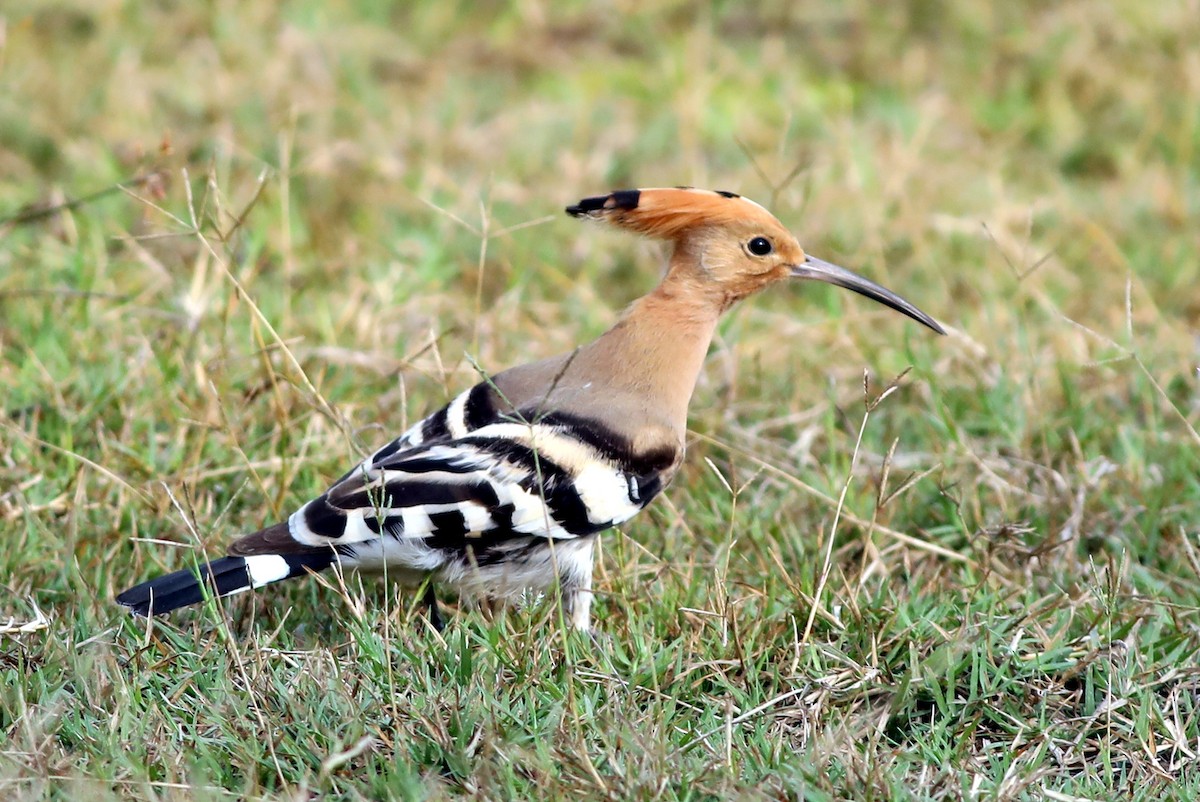 Eurasian Hoopoe (Eurasian) - ML312949481