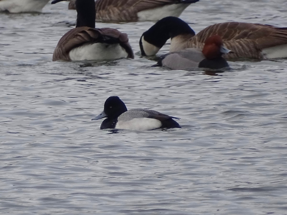 Lesser Scaup - ML312949551