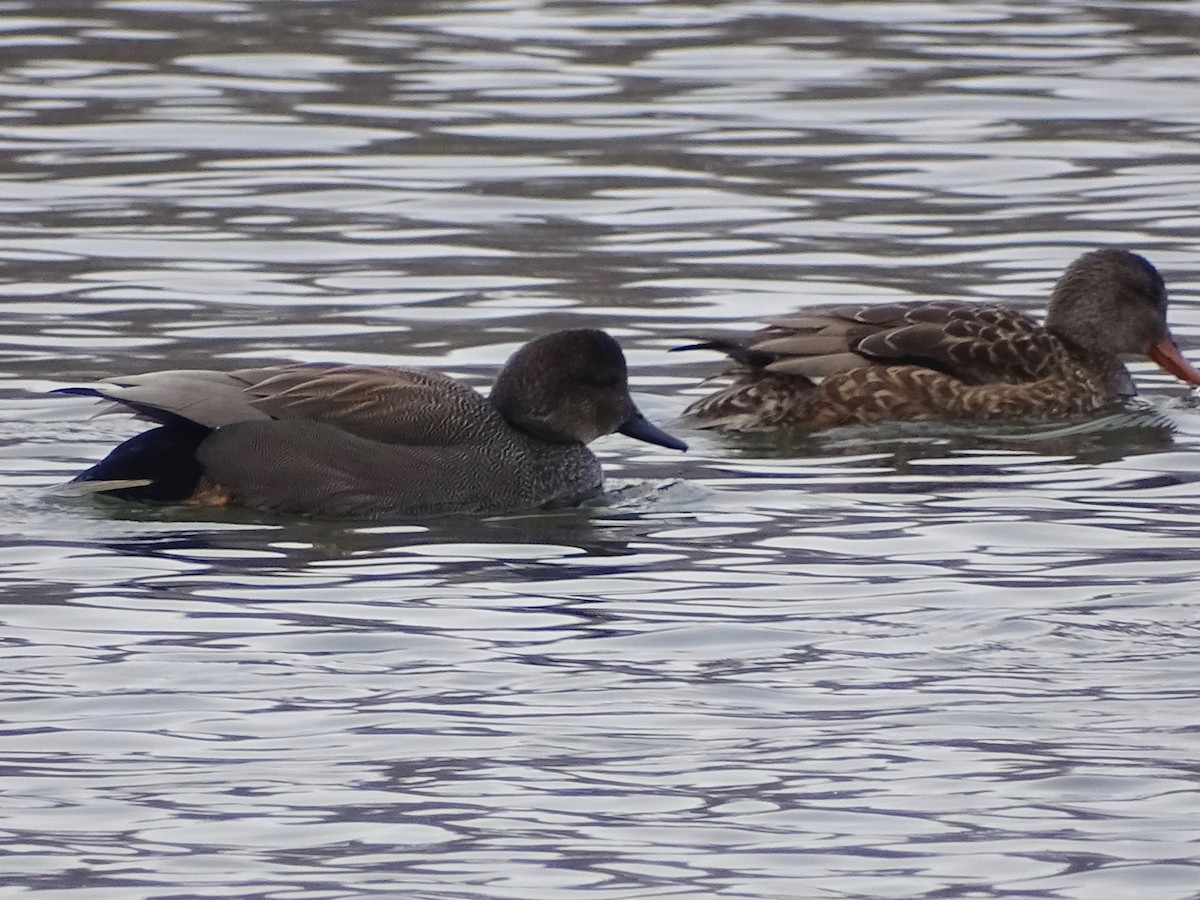 Gadwall - ML312949611