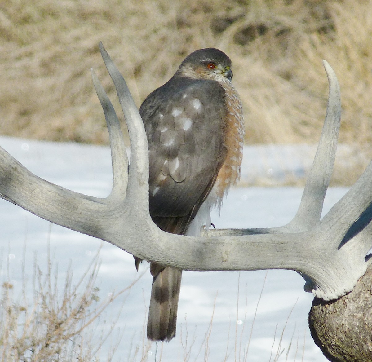 Sharp-shinned Hawk - ML312950931