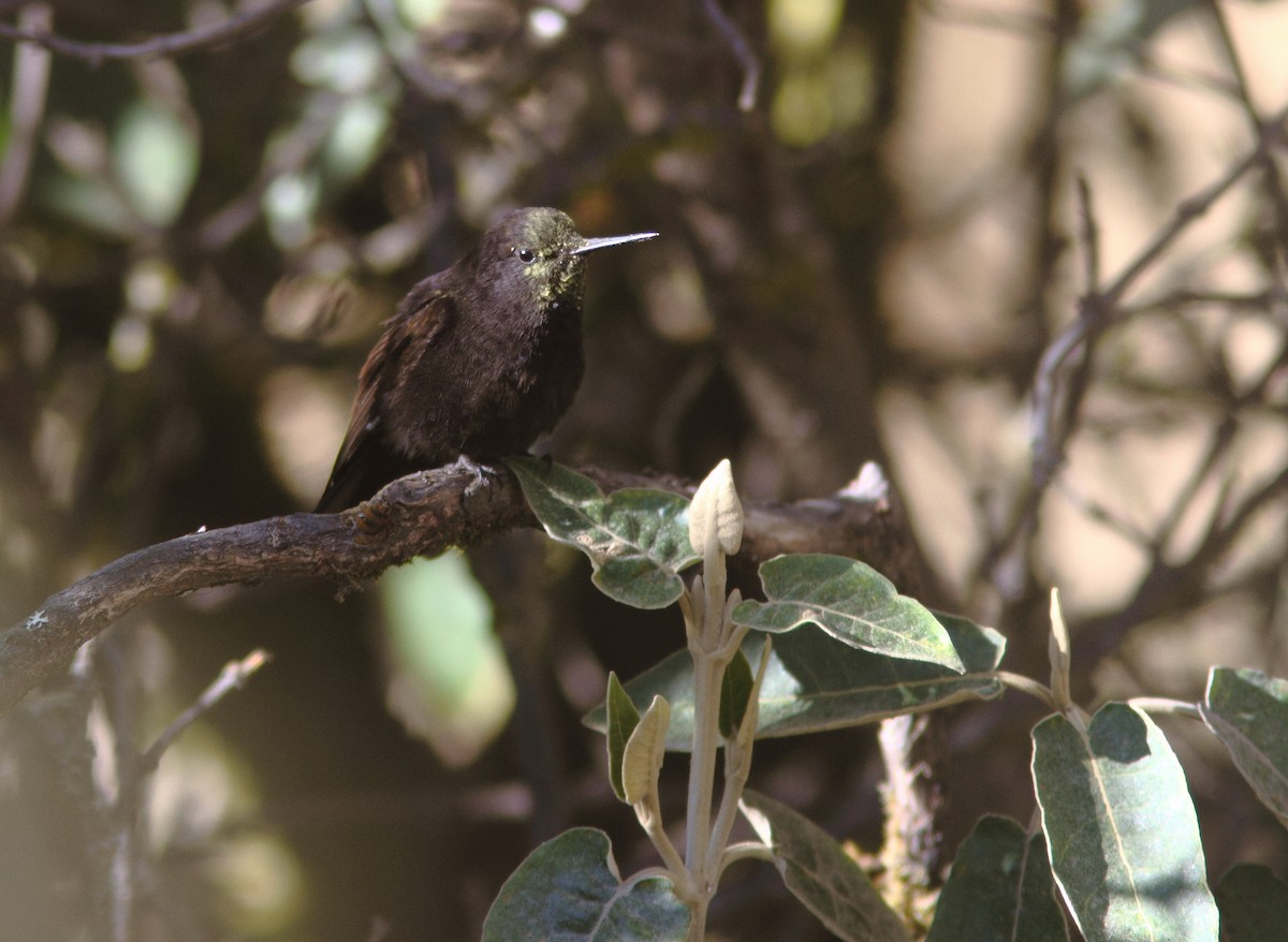 Black Metaltail - ML312952261