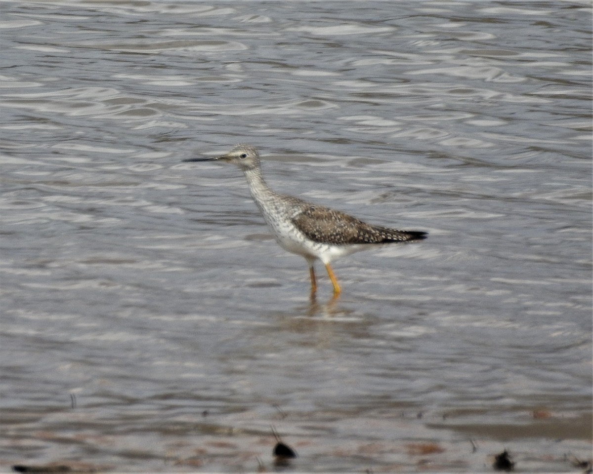 Greater Yellowlegs - ML312952781