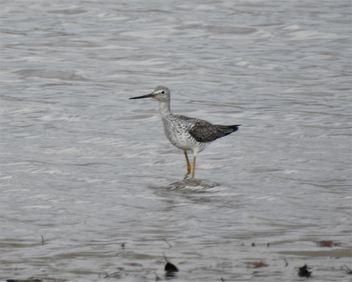 Greater Yellowlegs - ML312952821