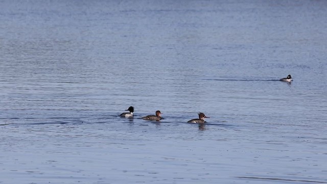 Red-breasted Merganser - ML312952951