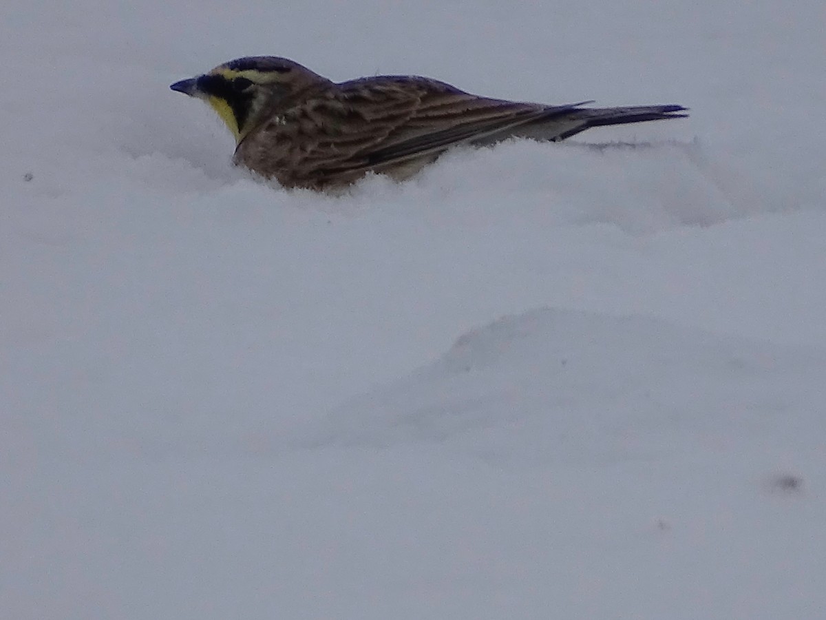 Horned Lark - ML312954791