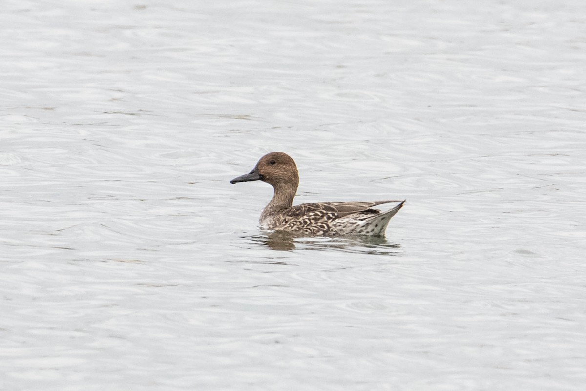 Northern Pintail - Peter  Steward