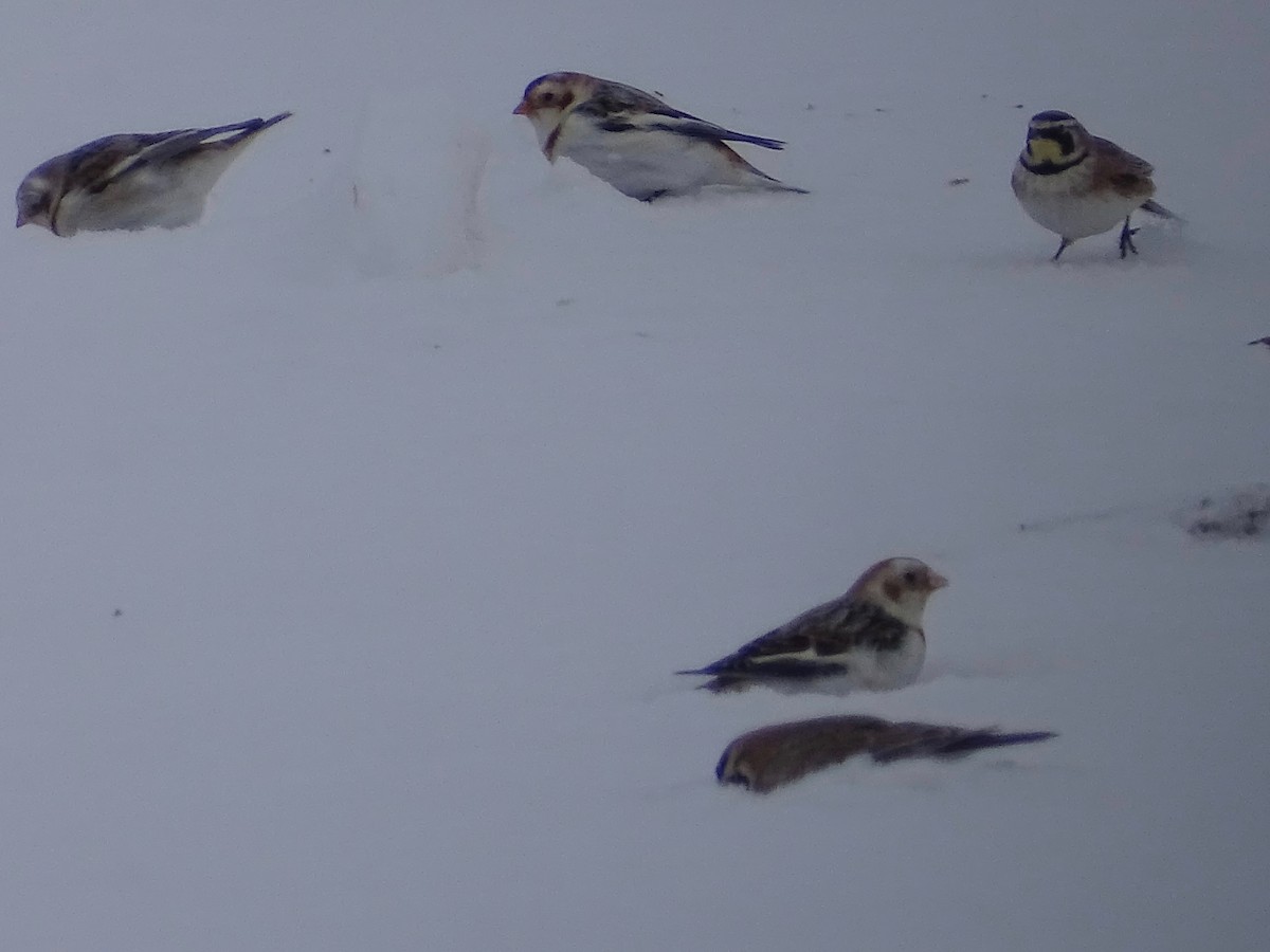 Snow Bunting - ML312954981