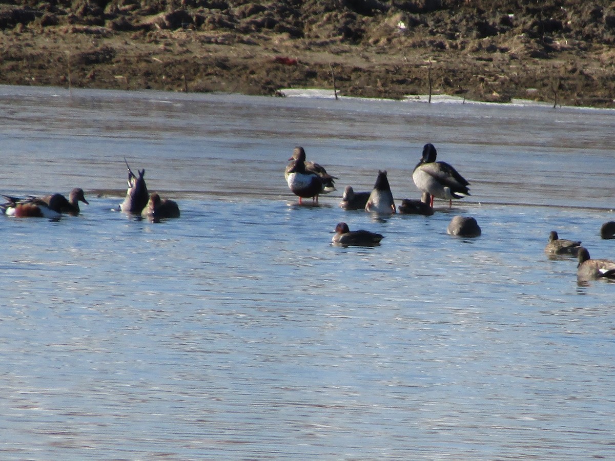Green-winged Teal - ML312955491