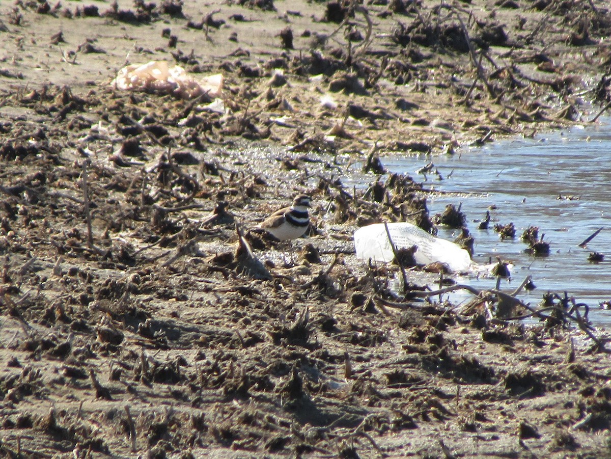 Killdeer - ML312955651