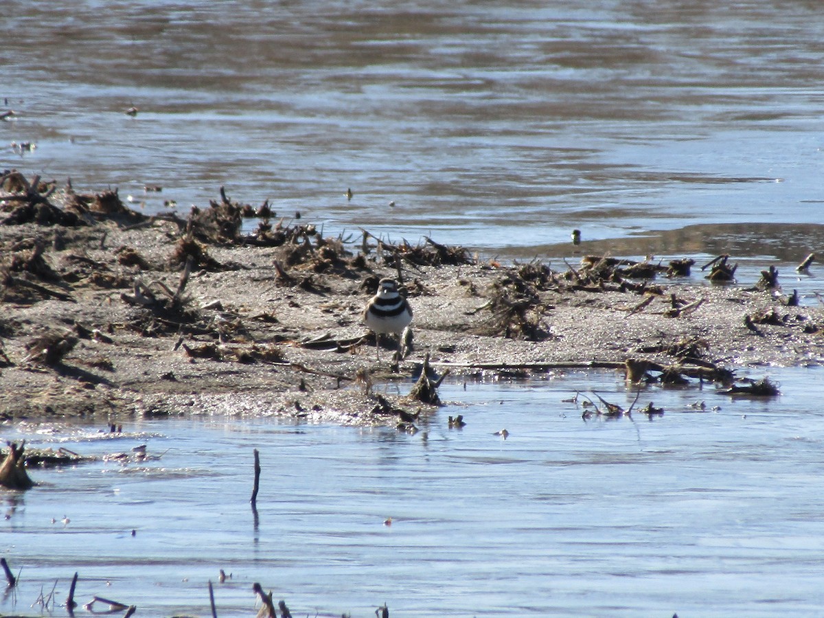 Killdeer - ML312955661