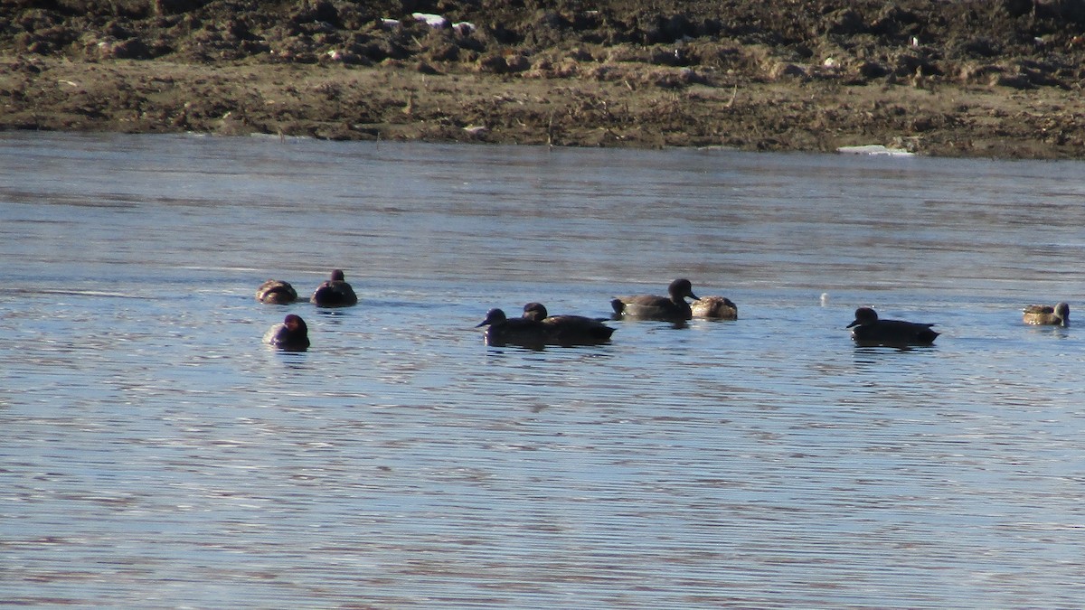 Gadwall - ML312955841