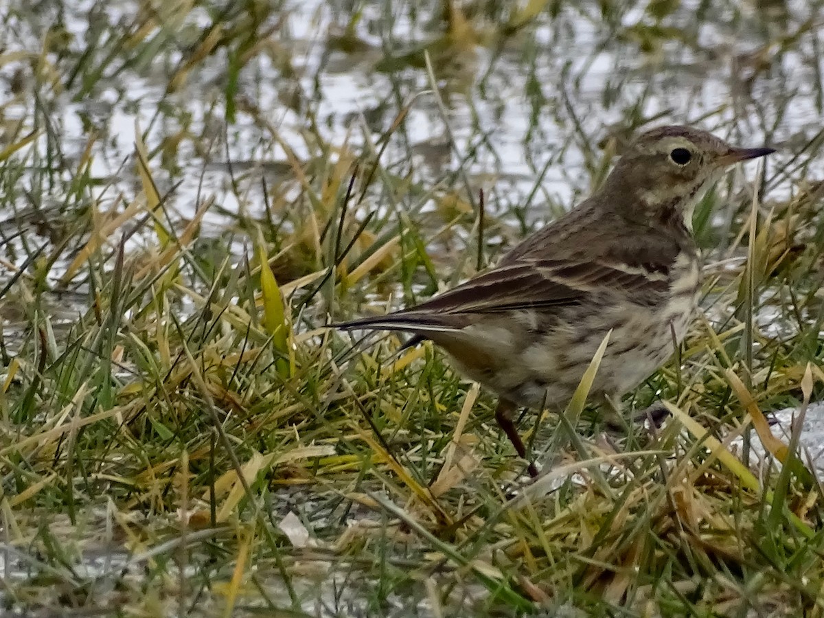 Pipit d'Amérique - ML312956141