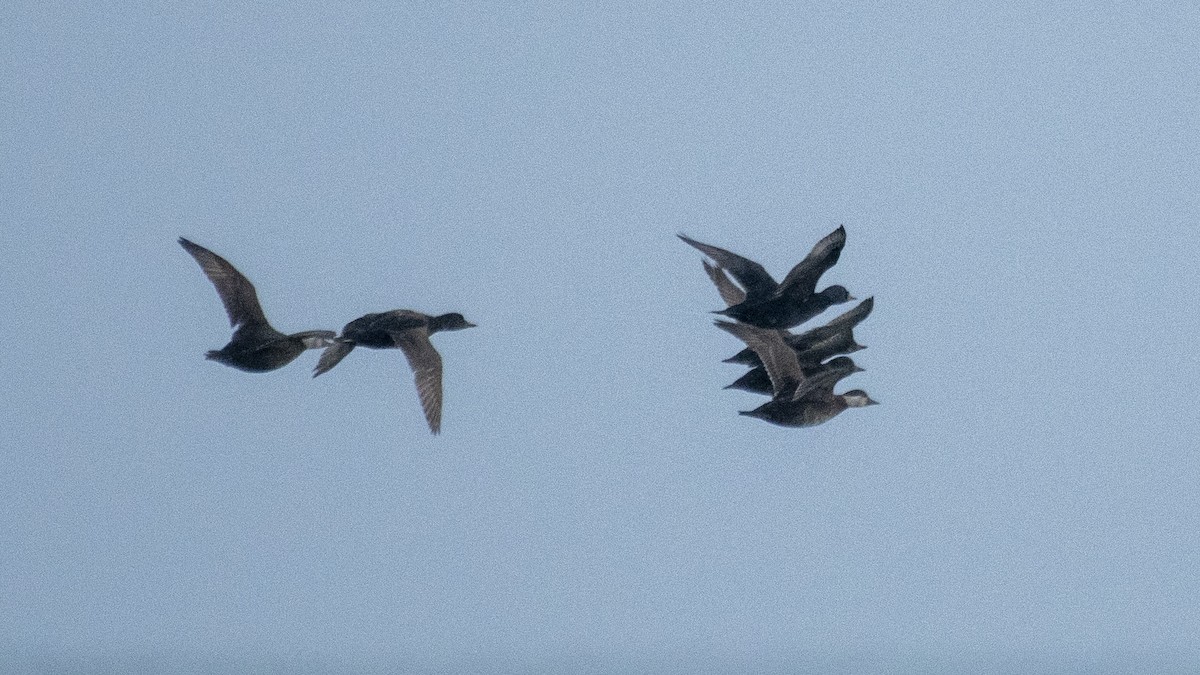 Common Scoter - ML312959311