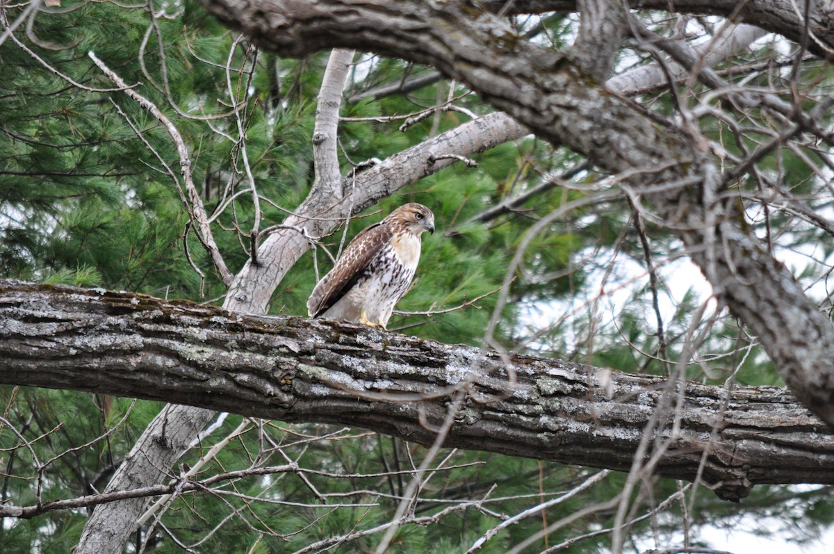 Red-tailed Hawk - ML312962831