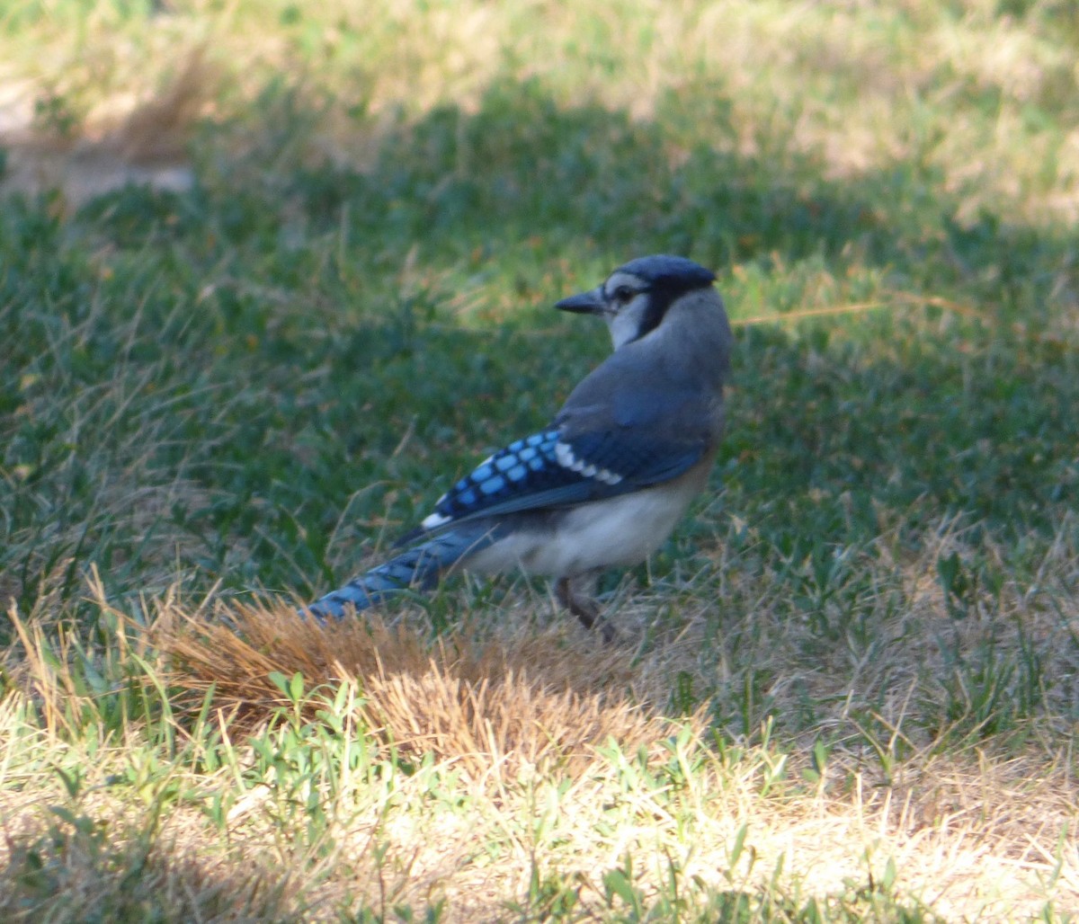 Blue Jay - Mary  McMahon