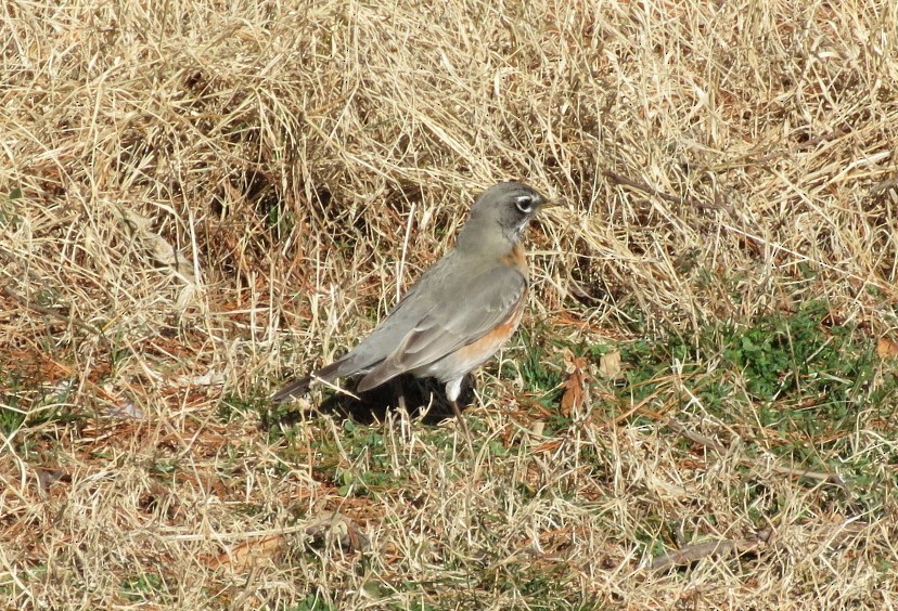 American Robin - ML312963641