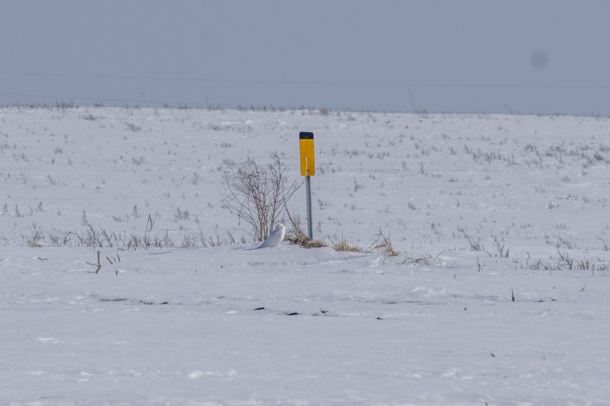 Snowy Owl - Michael Christie