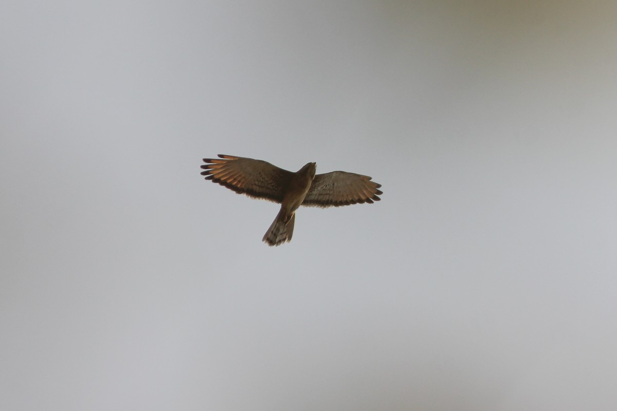 Grasshopper Buzzard - Thomas Galewski