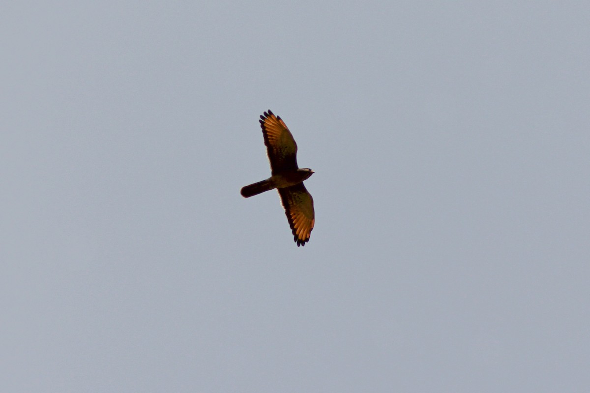 Grasshopper Buzzard - ML312964881