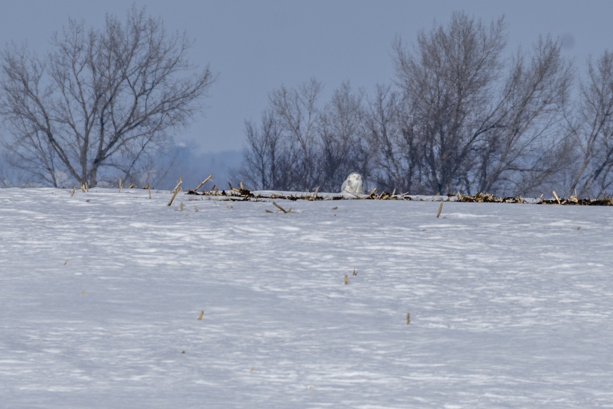 Snowy Owl - ML312965021